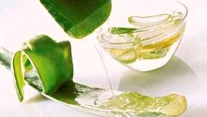 【怎么制作蘆薈面膜】4種自制蘆薈祛痘面膜的方法